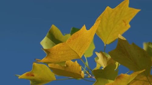 Golden Autumn Season in Beautiful Forest. Yellow Maple Tree Leaves Hanging Branches