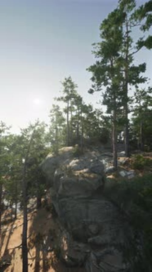 Sunlight Filtering Through Trees on Mountain