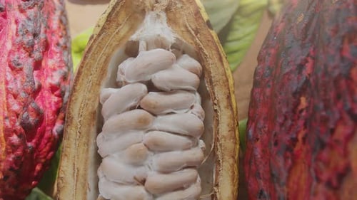 Fruta de cacau fresca com feijão e folhas de cacau em uma mesa de madeira à luz do sol.