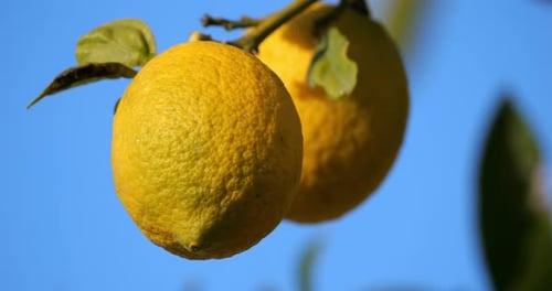 Lemon fruits on tree, Southern France, Occitania, France