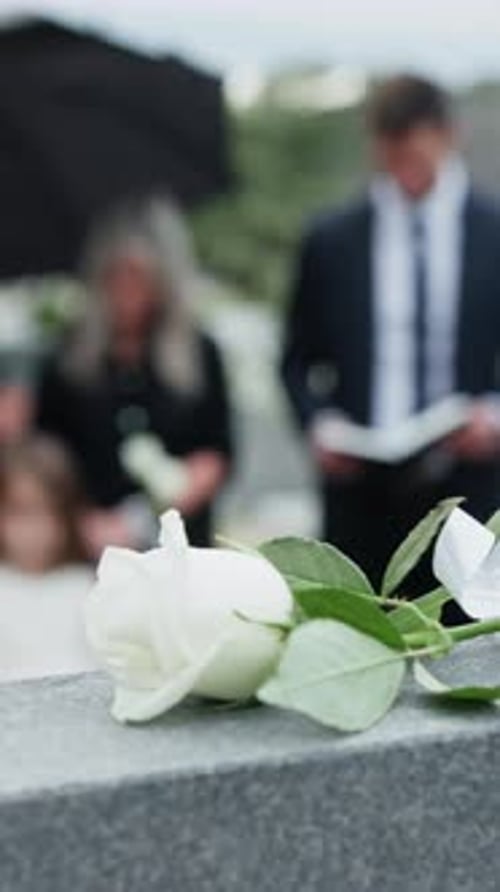 Rose, tombstone and funeral in graveyard with people, remembrance and burial ceremony for final