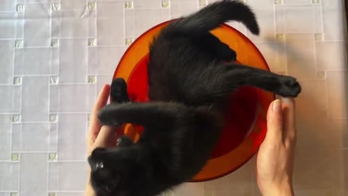 Brazos femeninos poniendo un cuenco con un lindo y divertido gatito sobre la mesa, una joven jugando con un pequeño negro