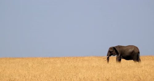 Wild Elephant In The Scenic Savanna Of Masai Mara, Kenya - Wide Shot