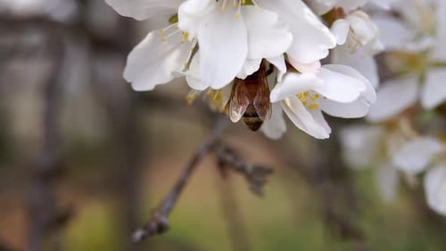 Bee Pollinating White Blossoms in Springtime Close-Up