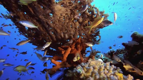 Colourful Coral Reef Scene