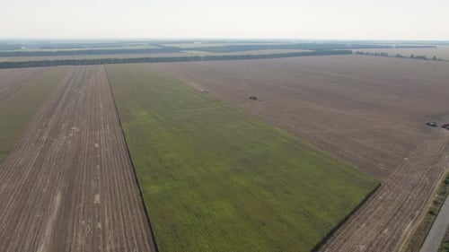 A combine harvests a crop of corn. Aerial shot.