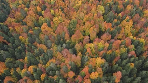 Colorful Autumn Forest