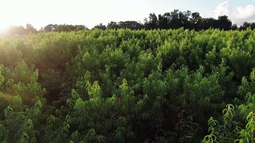 Drone slowly flying toward sun, above peach orchard full of ripe peaches ready for picking