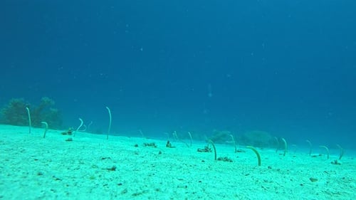 Eel in the Coral Reef of The Red Sea of Egypt , shot in Fast Forward 4K