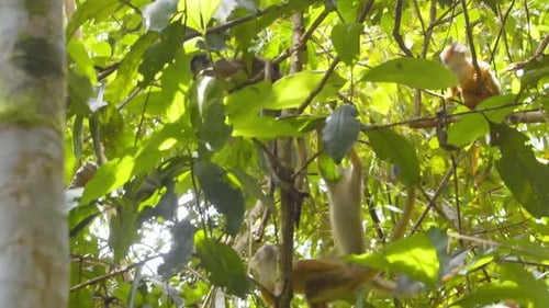 Monkeys Moving Through Green Tropical Jungle Canopy