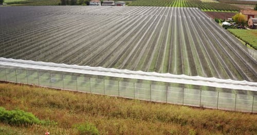 Aerial shot of rows of pear trees plantation of ecological and biological orchard in a fall season