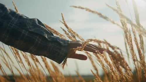 Woman Hand Touching a Golden Wheat Ear in the Wheat Field Wearing Blue Checkered Shirt Closeup