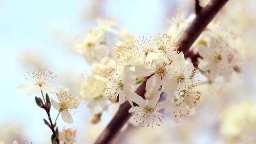 Beautiful white blossoms on tree branch in springtime