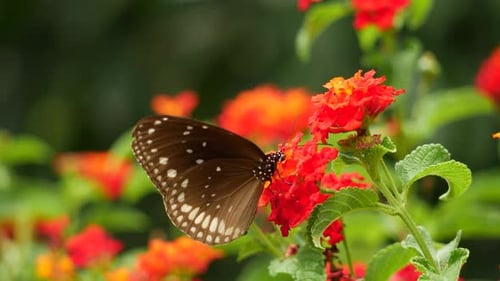 Ein Schmetterling landet auf Blumen, einschließlich eines braunen Schmetterlings auf einer Blume
