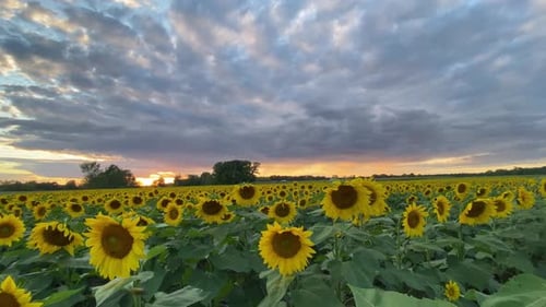 Landschaft: Sonnenblumenfeld mit Sonnenuntergang mit Wolken