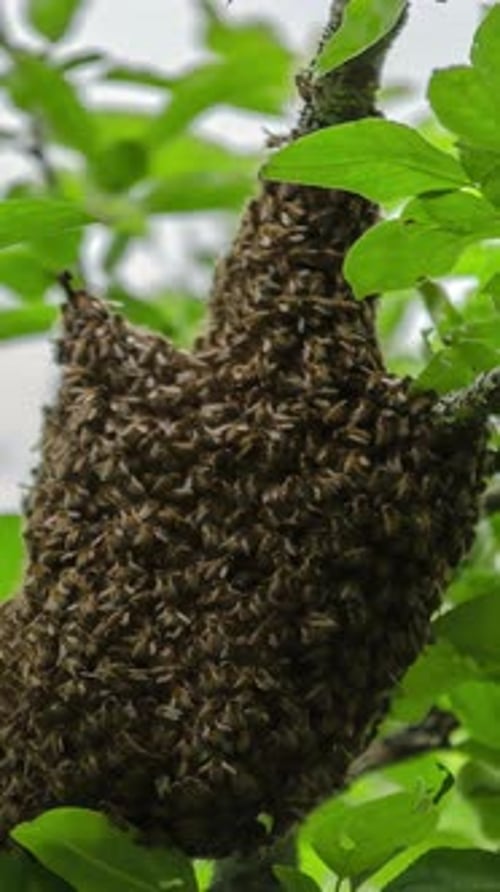 Bees or Wasps Swarming Hive in Close View