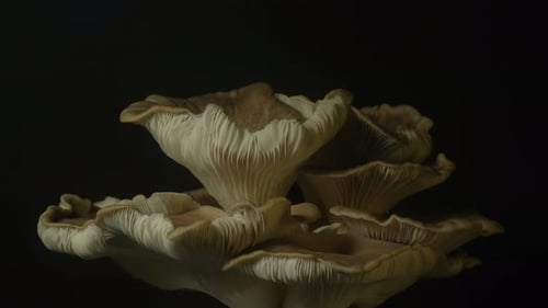 Oyster Mushrooms Growing Against Black Background