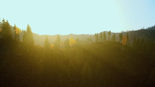 Scène sereine de Golden Forest Glow au sommet d'une colline avec un brouillard doux et une ambiance chaleureuse