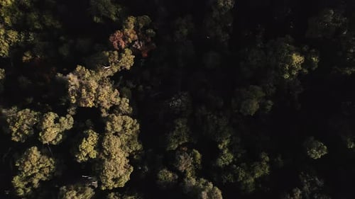 Eine sich vorwärts bewegende Aufnahme verschiedener Bäume im Wald aus der Vogelperspektive. Die Luftaufnahme wurde aufgenommen w