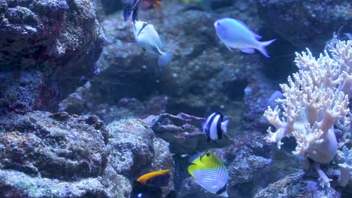 In einem Aquarium schwimmen mehrere exotische Fische neben einer weißen Koralle und zwischen den Felsen.