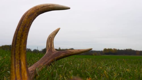 Spikes of fallen deer antler