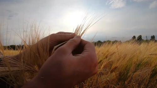 Male Hands of Agronomist Holding and Examining Wheat Ears at Cereal Field