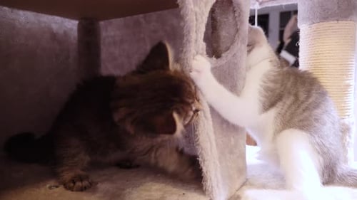 deux petits chatons heureux, mignons et adorables chats qui se battent dans un arbre