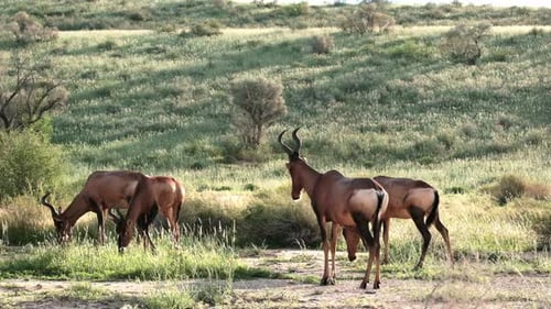 A herd of Red Hartebeest graze in soft evening light in the Kalahari then chase each other