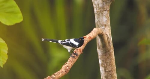 Black and white Magpie Tanager perches alertly, then hops off into Peru’s dense jungle canopy.