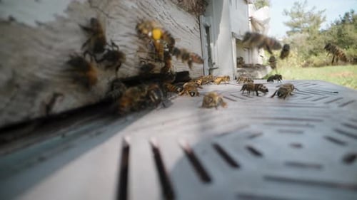Multiple hives in a row stand in the forest, camera focus shifts from the background to capture