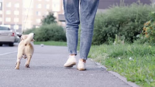 Back View of Funny Walk Pug Puppy Walking with Owner Cute Pug Dog Runs Along the Road at Summer in