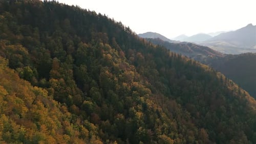 Aerial View of Autumn Forest Landscape