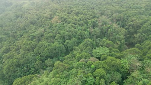 tropical forest