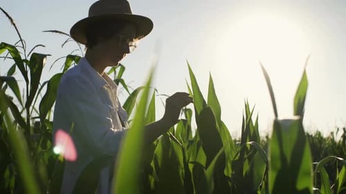 A Farmer Agronomist Stands With A Clipboard In A Field Of Green Not Yet Ripened Corn, Agronomist