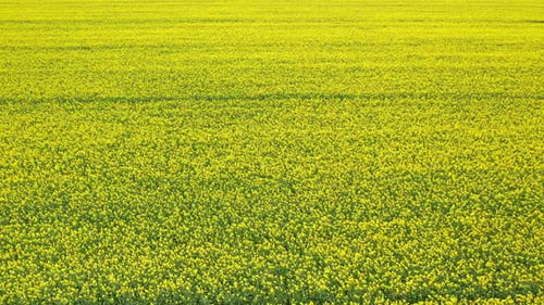 Arial Above View of Brightyellow Rapeseed Summer Field