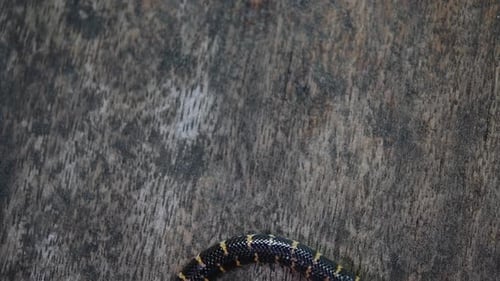 Red Cylinder Snake, Cylindrophis ruffus, rested on a wooden floor and looped in a figure of eight kn