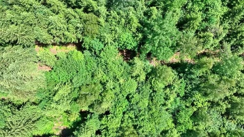 Drone flight over the natural resources of woodland. Top down view at green treetops, flying forward