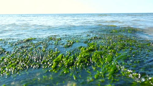 Close Up Green Mossy Rock and Gentle Coastal Waves Going Over at Sunlit Shoreline