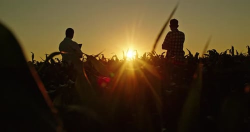Silhouetted Farmers in Cornfield at Sunset