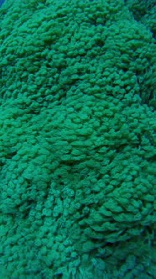 Big colony of Flowerpot corals on coral garden in sun glare, Slow motion