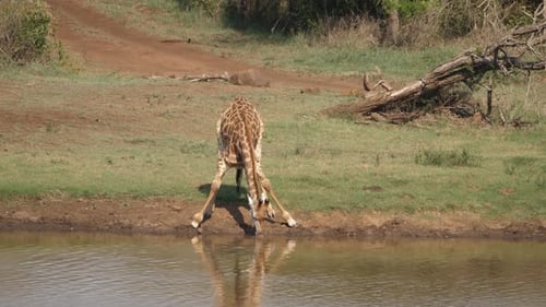 Lone adult Giraffe drinks water at African pond through heat shimmer