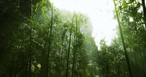 Lush Bamboo Forest Illuminated By Sunlight in a Serene Landscape