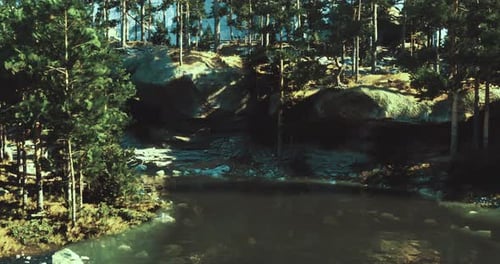 Peaceful Forest Landscape with a Secluded Pond Surrounded By Trees