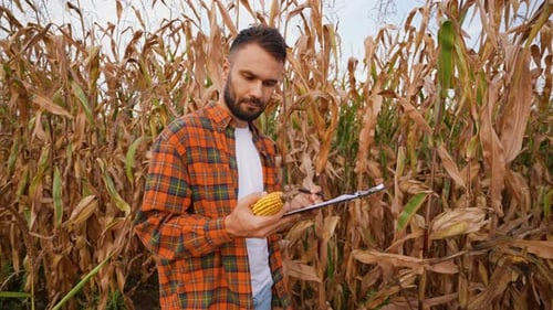 Farmer Recording Corn Harvest Data in a Field