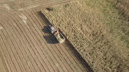 TOP DOWN aerial view on the corn field being harvested for biomass