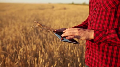Man Using Tablet in Golden Wheat Field