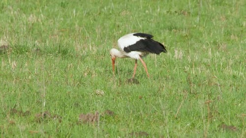 White stork Ciconia ciconia is feeding in meadow