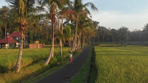 Aerial view of people working in rice paddies during sunrise, Bali, Indonesia