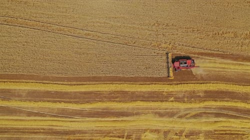 Vue de dessus d'un groupe de moissonneuses-batteuses travaillant dans le champ pendant la récolte du blé en été