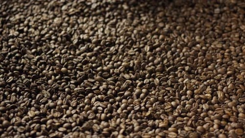 Roasted Coffee Beans Turning in Roasting Machine